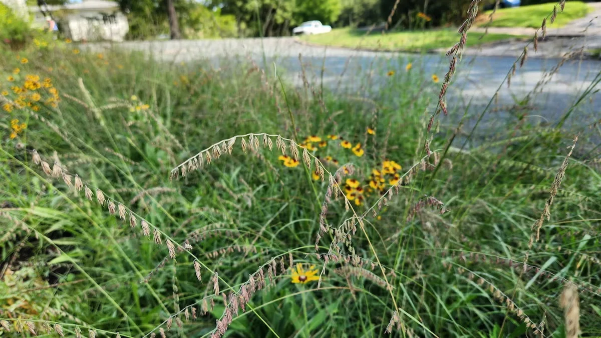 Side oats grama