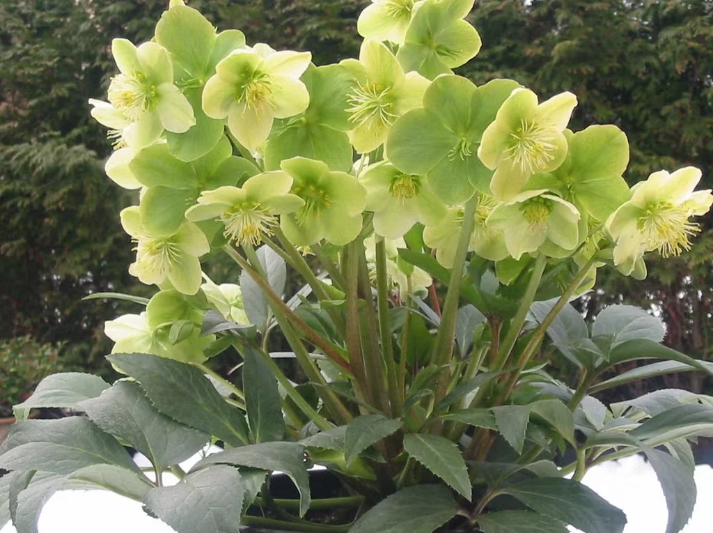 'Snow Love' Hellebore Has Long-Lasting Flowers That Shift from White to Green