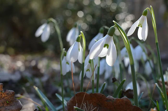 Snowdrops: The Late-Winter Bulb with a Following Called Galanthophiles