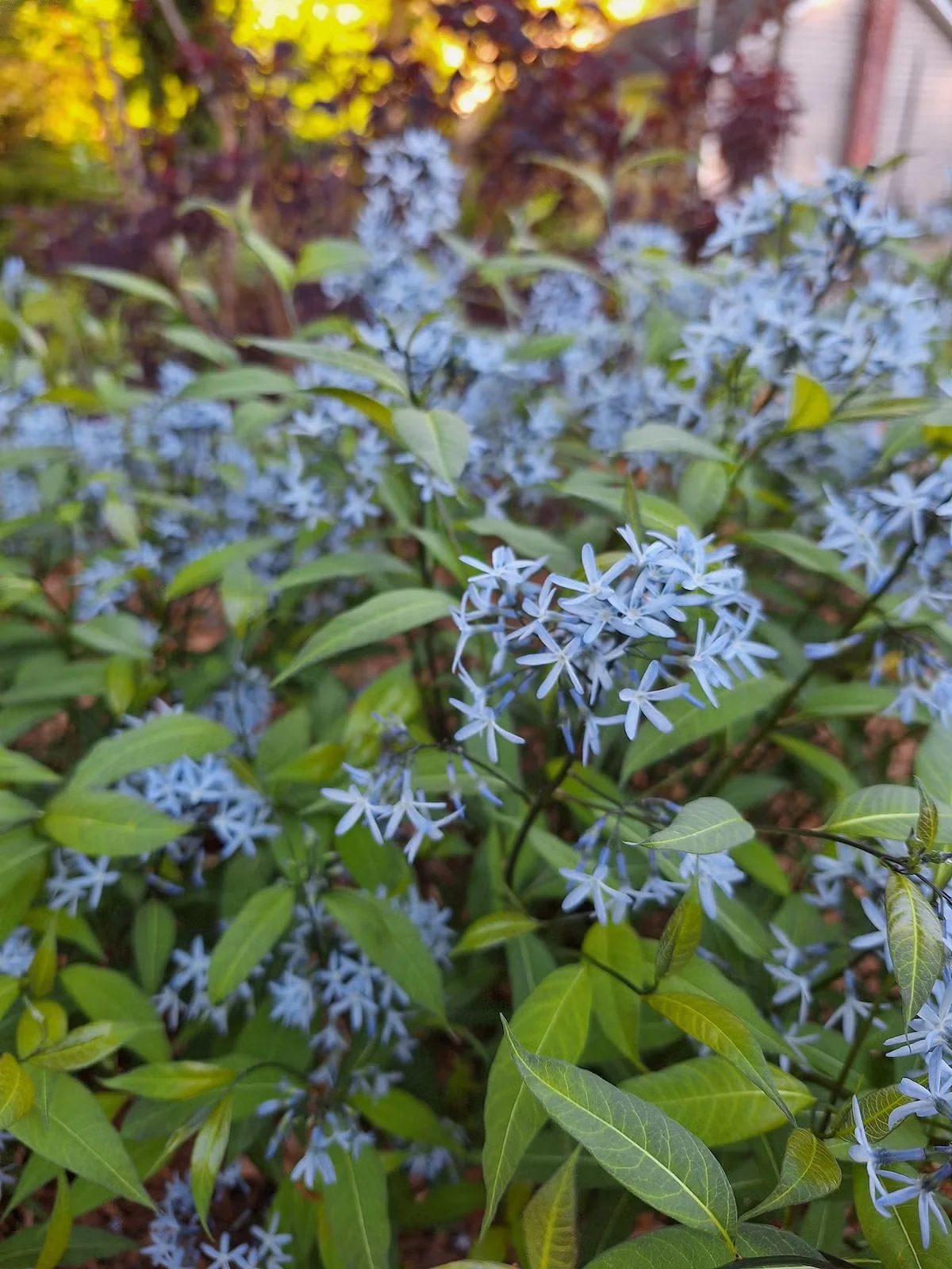 'Storm Cloud' Eastern Bluestar Is a Must-Grow Perennial