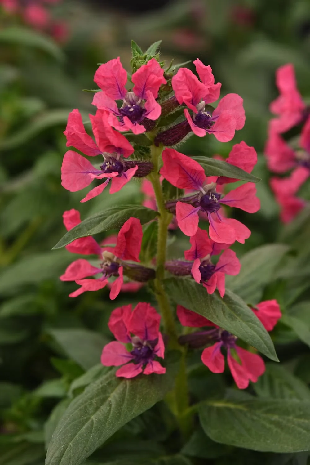 Sweet Talk Deep Pink Cuphea: a Heat-Loving Annual to Use in Containers