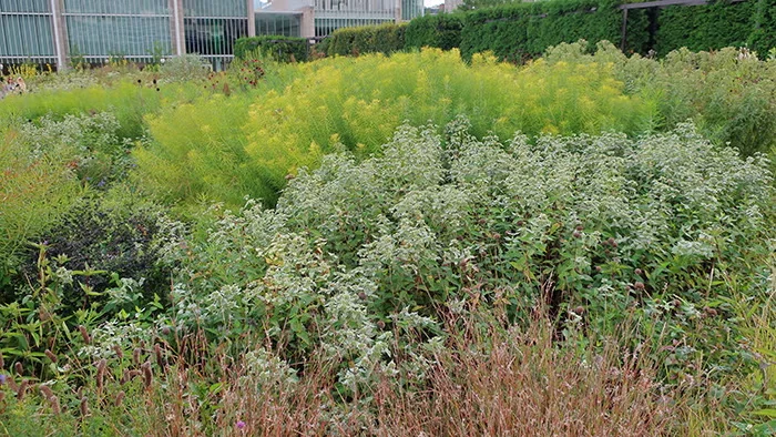At the Lurie Garden in Chicago's Millennium Park, clustered mountain mint fills the space between little bluestem grass (foreground) and threadleaf bluestar (behind).
