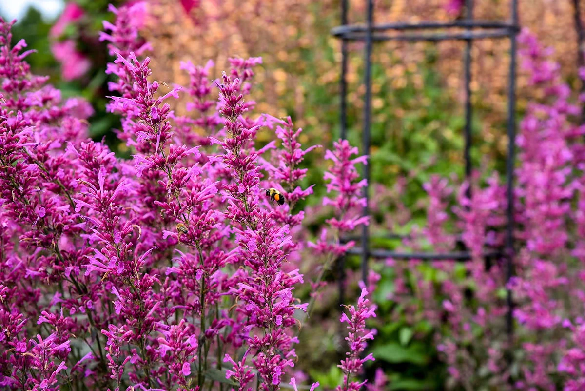 The Ultimate Guide to Gardening for Pollinators