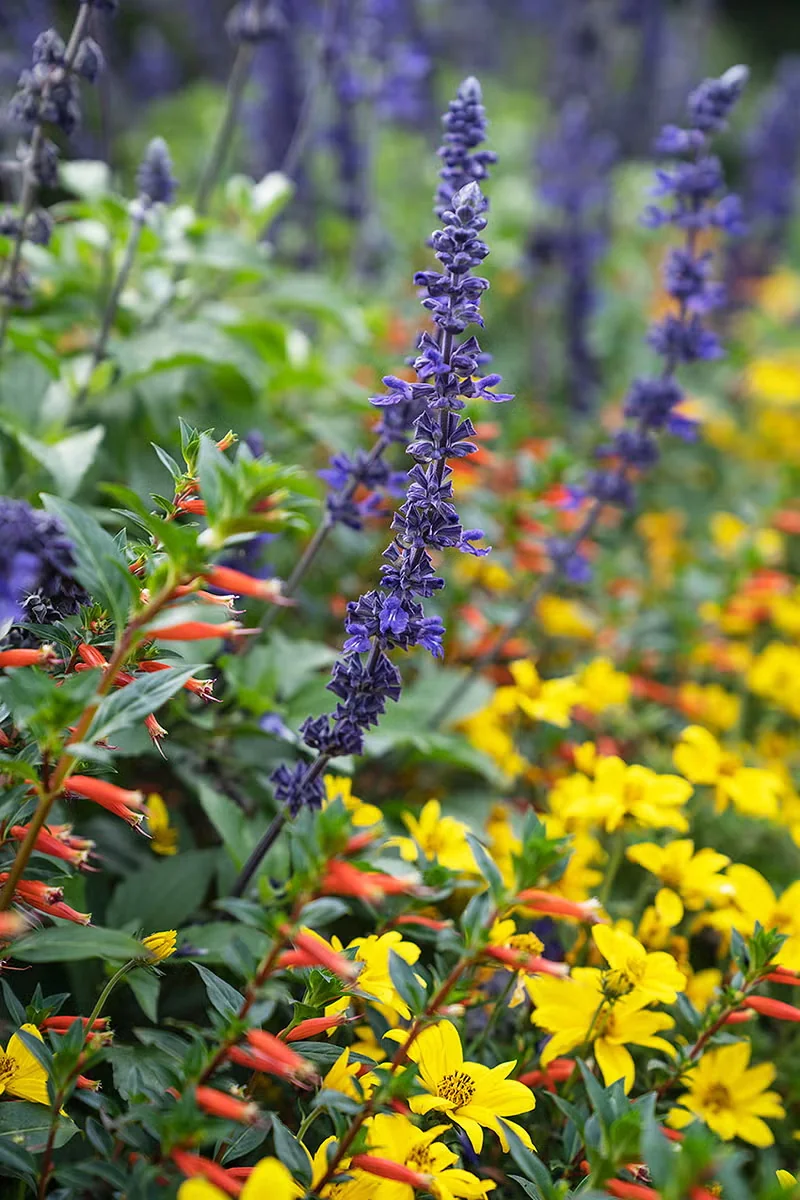 Mixing together plants that have different flower shapes and colors helps support a diverse group of pollinators in the garden.Photo courtesy of Proven Winners