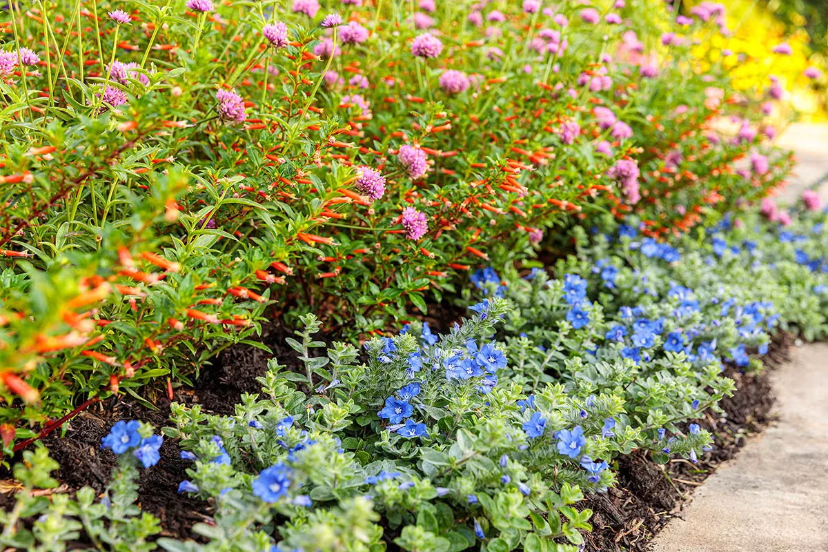 Planting in sweeps in flower beds and borders makes it easier for pollinators to locate nectar-rich blooms.Photo courtesy of Proven Winners