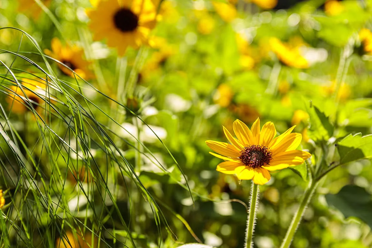 Helianthus hybrid Suncredible® Yellow.Photo courtesy of Proven Winners