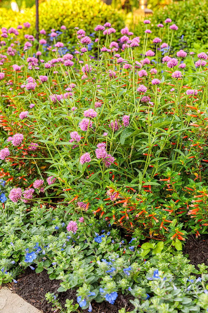 Truffula Pinkgomphrenamakes a splash when planted in large groups in a garden border, and this also makes it easy for pollinators to find the nectar-rich blooms.Photo courtesy of Proven Winners