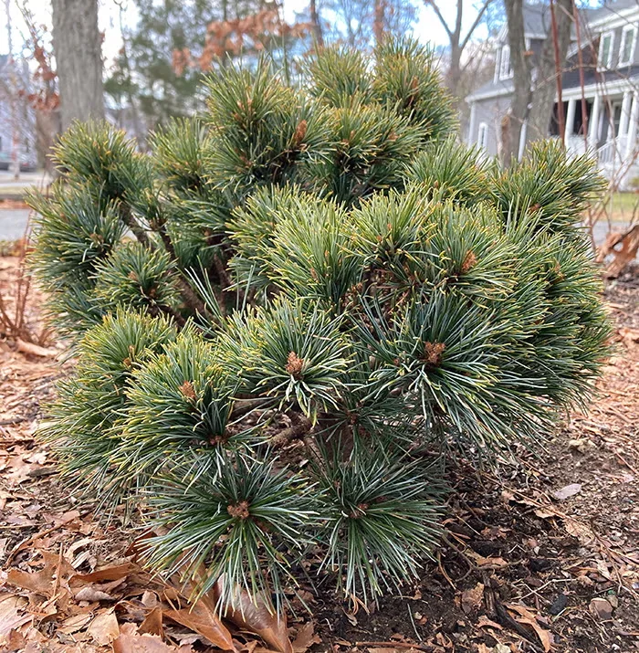 'Blue Ball' Korean pine is a dwarf conifer whose long, soft needles and lively color add life to a drab winter day.