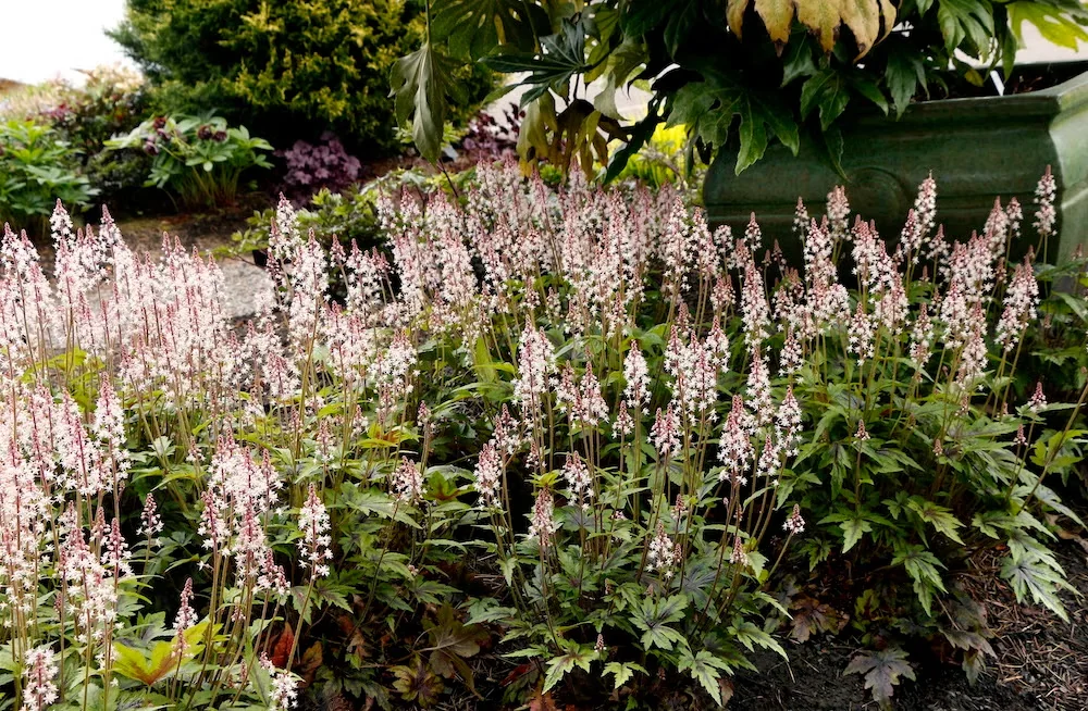 Tiarella ‘Sugar and Spice’ Is a Sweet Ground Cover for Shade