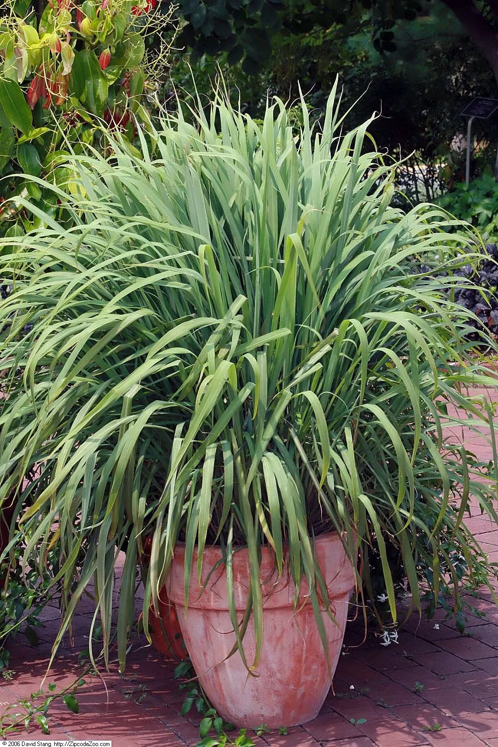 Lemongrass is a quick-growing, hefty plant that easily fills a pot in one growing season.