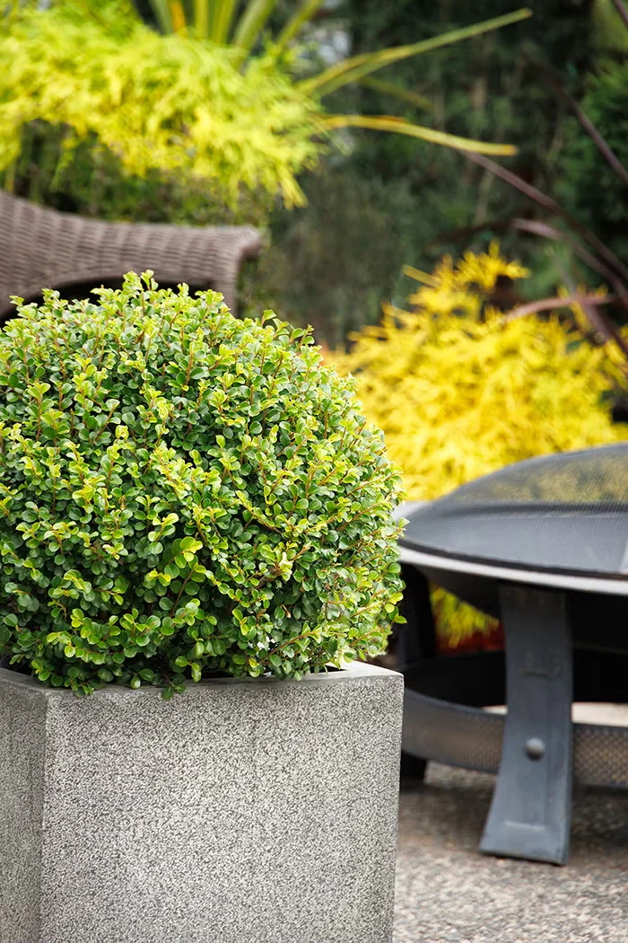 Use Shear Genius Cotoneaster for Garden Structure