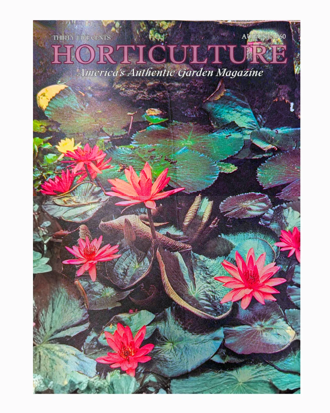 Copperplate anatomy of Water Lilies for Cool Summer Beauty | From the Archive