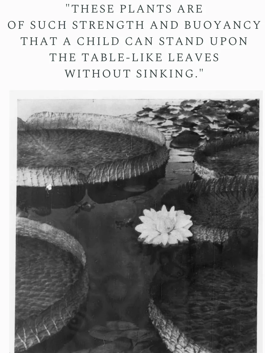 Victoria cruziana—named in honor of General Santa Cruz of Bolivia in 1840, was first introduced to American gardens in 1894, and is commonly called the water platter. Cultivation is possible as far no