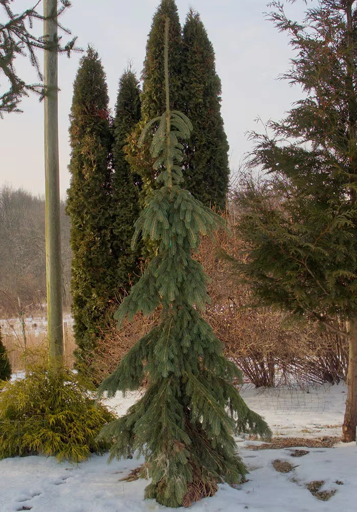 Weeping White Spruce Brings Bold Winter Interest to Small Garden Spaces