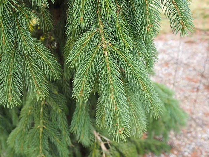 The evergreen needles of 'Pendula' white spruce are short and stiff, creating a bristly texture that is an interesting contrast to its elegant form.