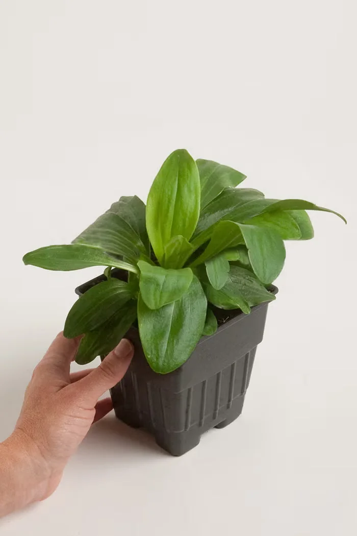 What's the Best Size Perennial Plant to Buy?