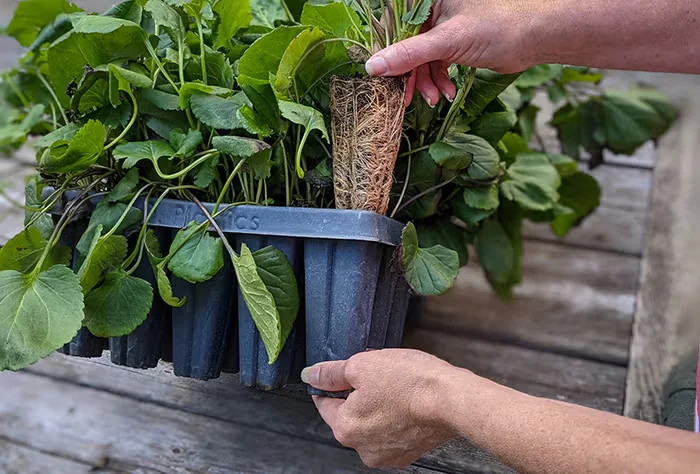 Here's a tray of perennials growing as plugs.Photo courtesy of Izel Plants.